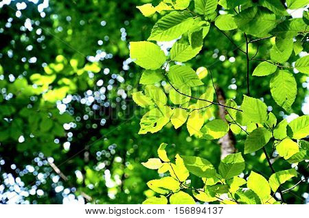 Branch on the tree with green leaves