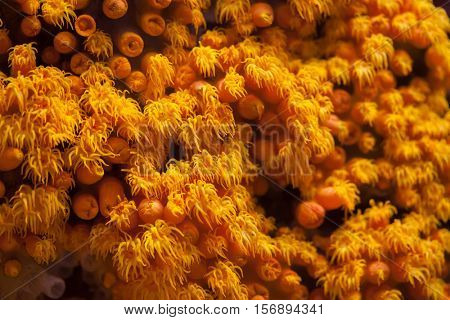 Orange cup coral (Tubastraea coccinea).