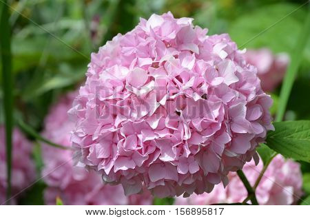Pretty pale pink hydrangea flower blossom flowering.