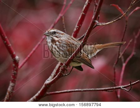 a cute little sparrow or house finch sitting on a branch during fall 