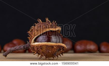 Set of beautiful chestnut trees for decorative applications.