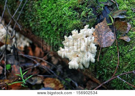 white moss and green moss closeup in the woods