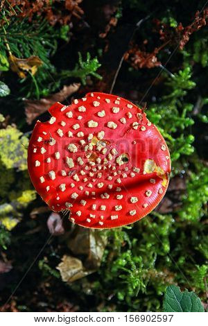 Amanita muscaria commonly known as the fly agaric or fly amanita