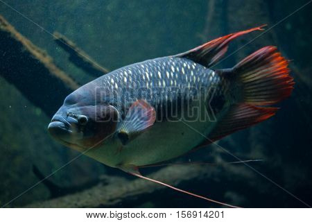 Giant gourami (Osphronemus goramy). Freshwater fish.