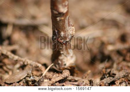 Animal_Bug_Ant
