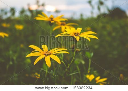 ellow Zinnia Folwers Leaves Green Background beautiful soft focus filtered