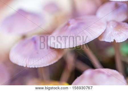 Macro Of Small Uneatable Mushrooms Growing In Autumn Forest