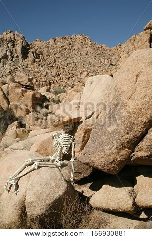 A skeleton wearing a sombrero lays against granite boulders in the Joshua Tree National Forest of California. Could be a lost hiker who never found his way home or a crime scene yet to be solved. 