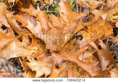 Dry Oak Leaves Lying On Ground