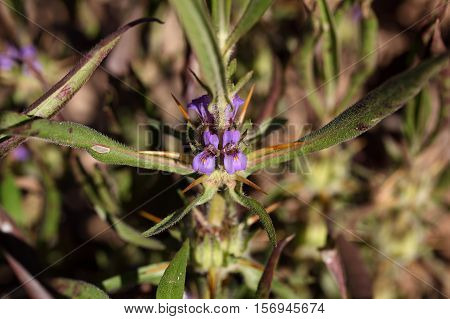 Flowers of Hygrophila auriculata a medical plant in South Asia and Africa.
