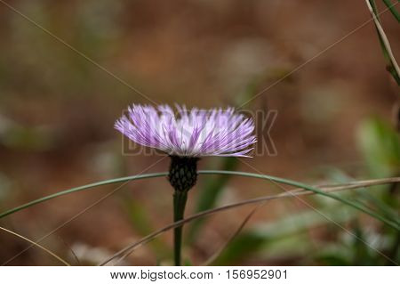 Flower of the Ethiopian Knapweed Plectocephalus varians.