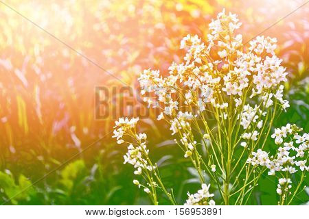 Wildflowers daisies. Camomiles in green grass close up.