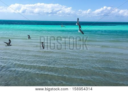 Black White and Grey Sea Birds Tern Gulls Soaring over Turquoise Water Nature Background carrying food