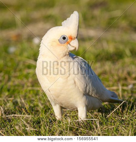 A Little Corella (Cacatua sanguinea) at Lake Monger in Perth, Western Australia.