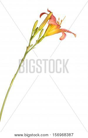 Side view of a single stem with a pink and yellow daylily flower and many unopened buds isolated against a white background