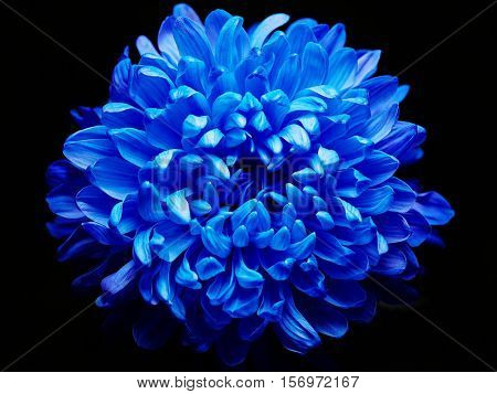 Blue dahlia