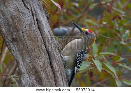 Golden-fronted woodpecker on dead tree trunk looking for bugs.