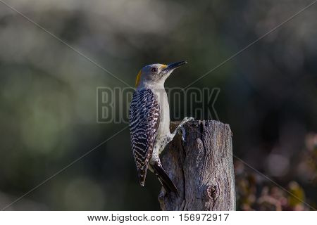 Golden-fronted woodpecker on top of dead tree looking for suet meal.