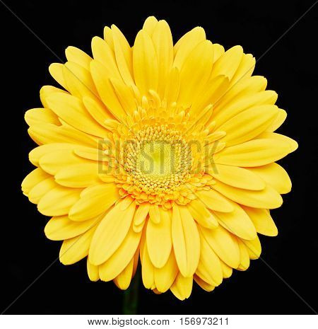 Yellow flower