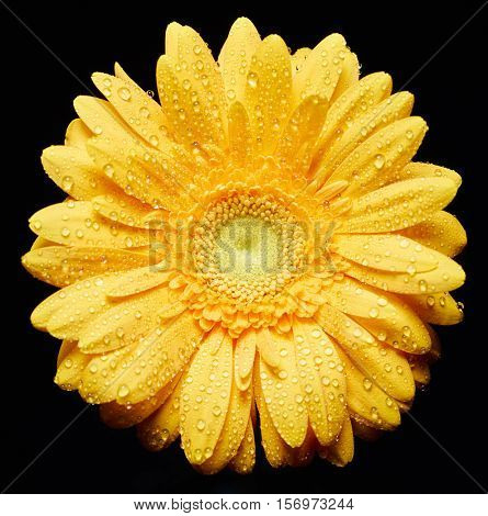 Fresh flower