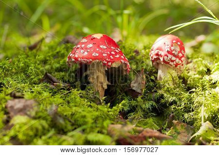 Poisonous Mushroom. Two Red Amanita Muscaria On Green Moss In Autumn Forest. Scenic Autumn With Amanita Muscaria.