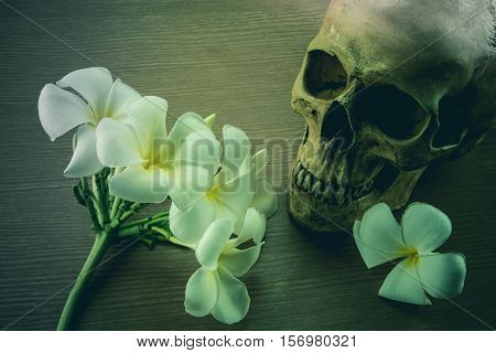 Still Life with a Skull and Plumeria flowers concept Halloween,Dark tone