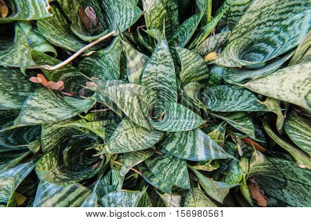 Sansevieria plant,Beautiful small green plant in garden