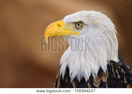 The Bald Eagle (Haliaeetus leucocephalus) portrait