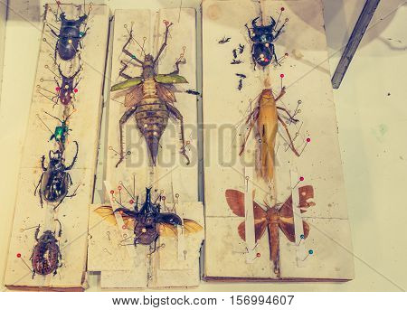 Image Of Collection Of Beetle With Pin