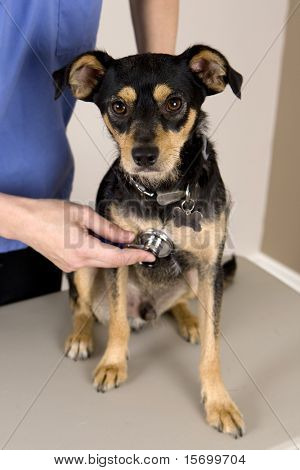 En sød hund får en check på euds kontor