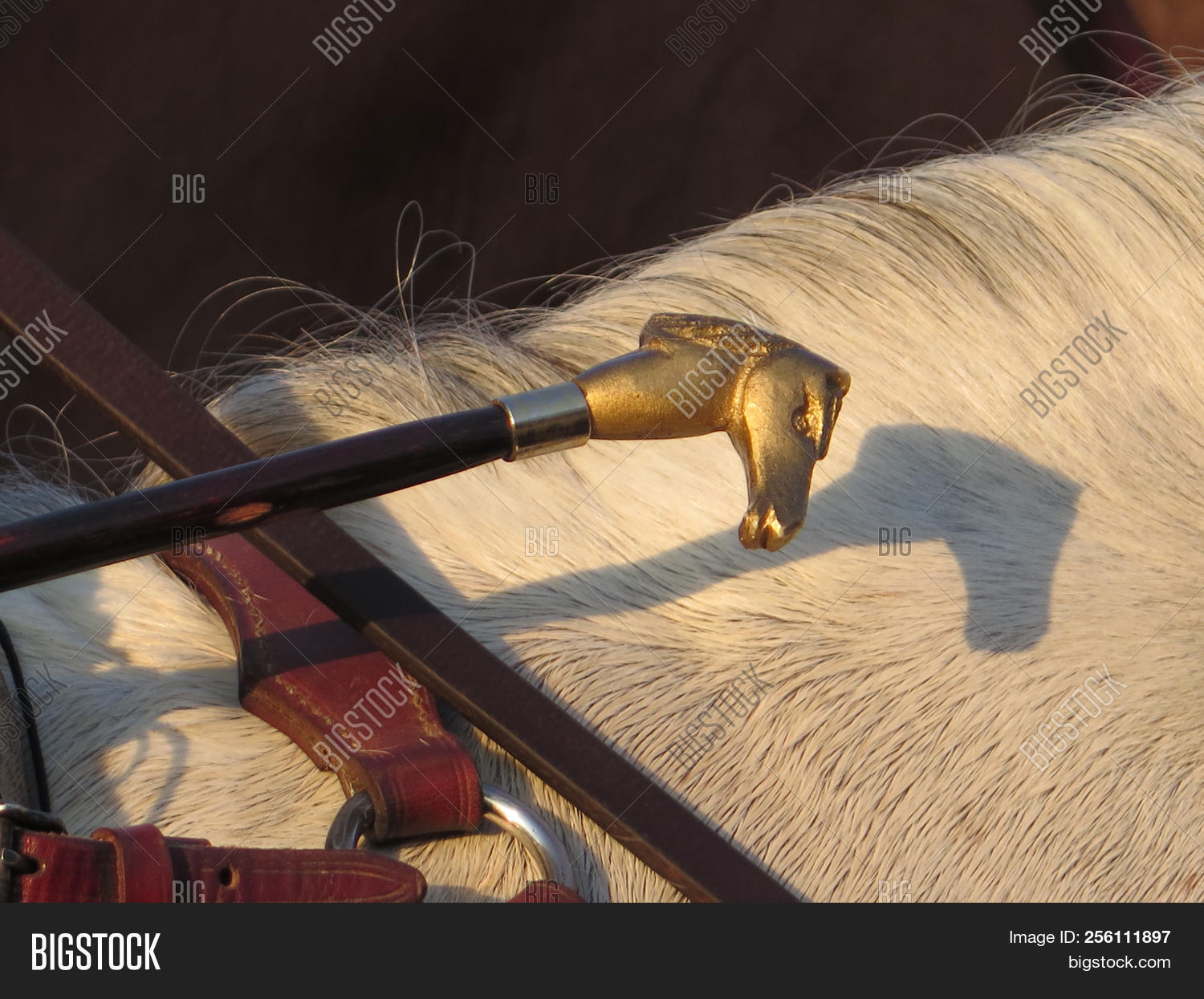 Riding Crop Brass Image & Photo (Free Trial) Bigstock