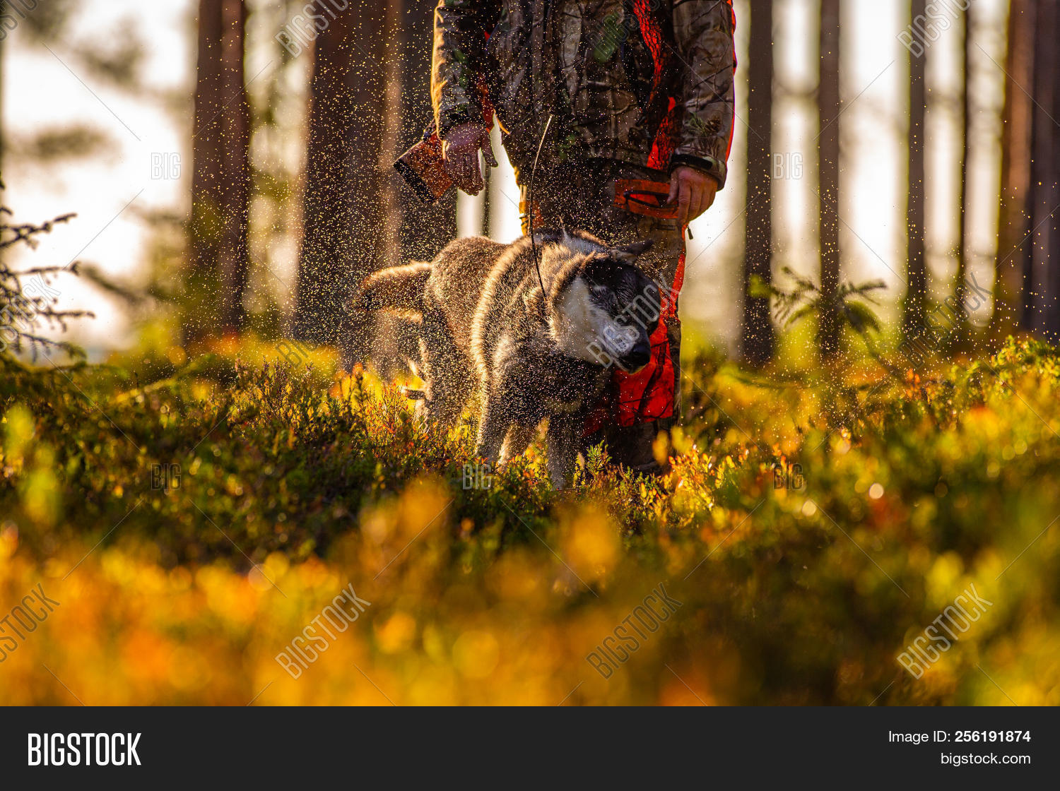 Hunter Hunting Dogs Image & Photo (Free Trial) Bigstock