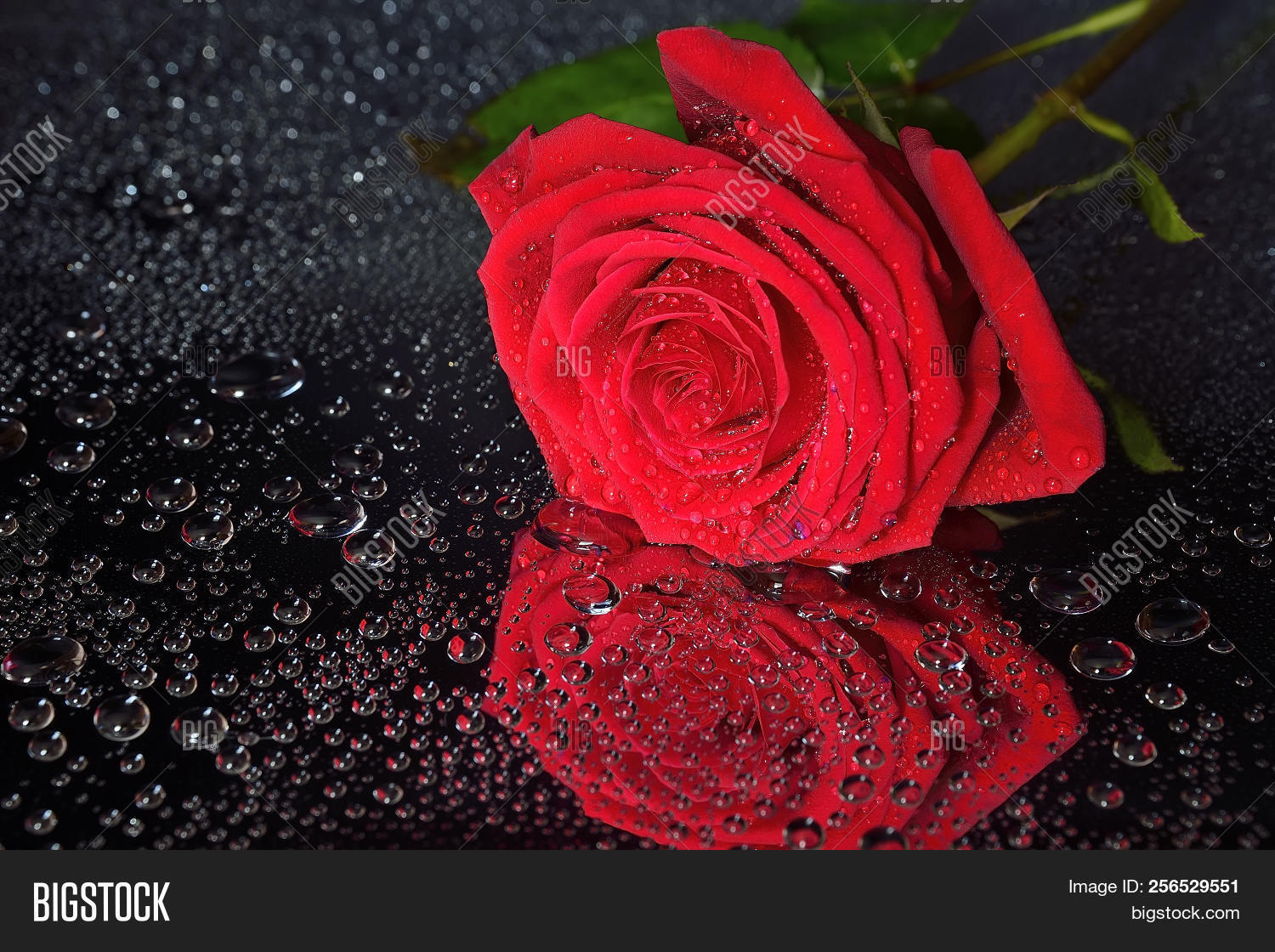 Wet Red Roses Background Single Bright Wet Red Image & Photo (Free Trial) | Bigstock