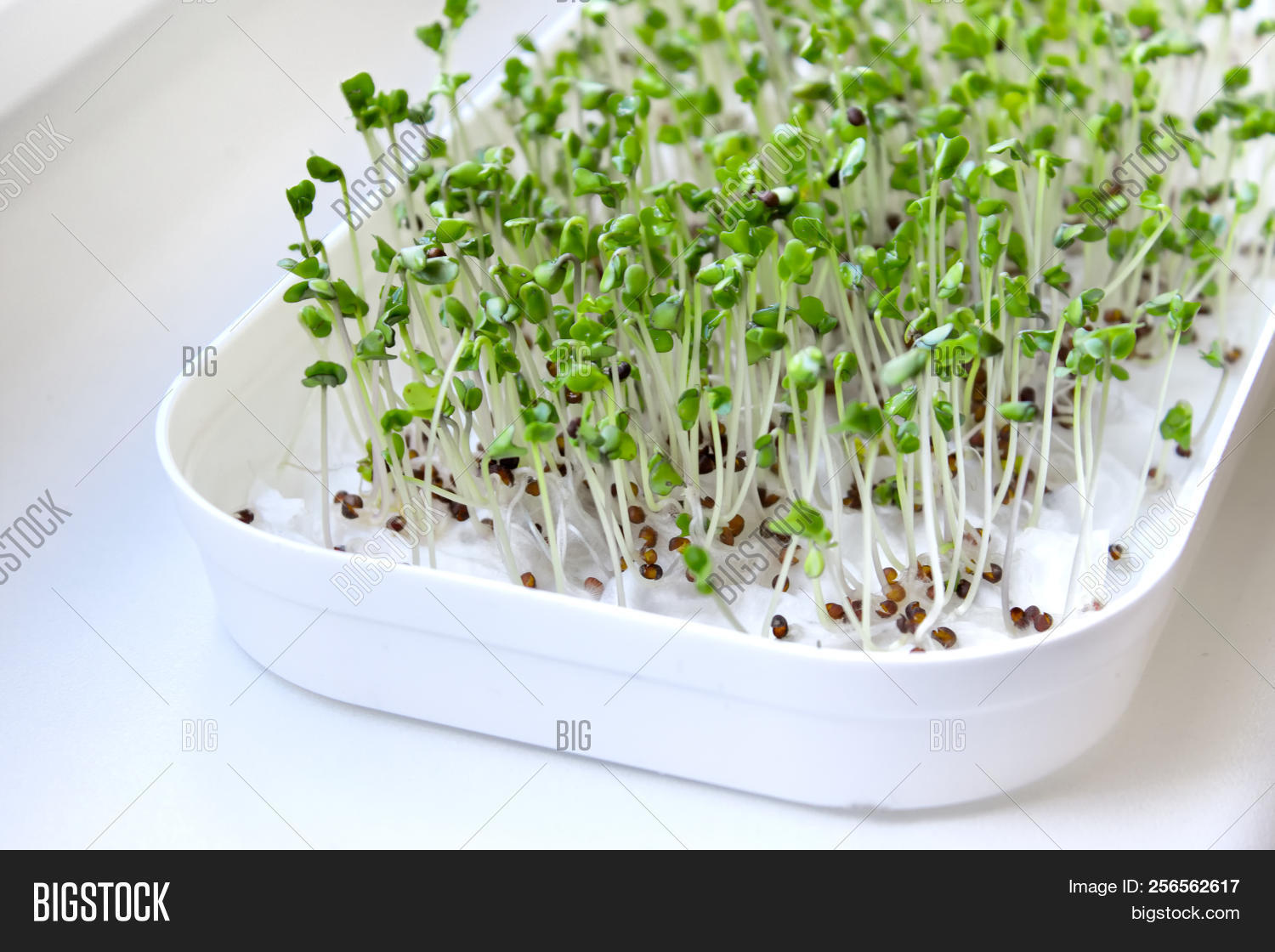 Broccoli Sprouts Image Photo Free Trial Bigstock