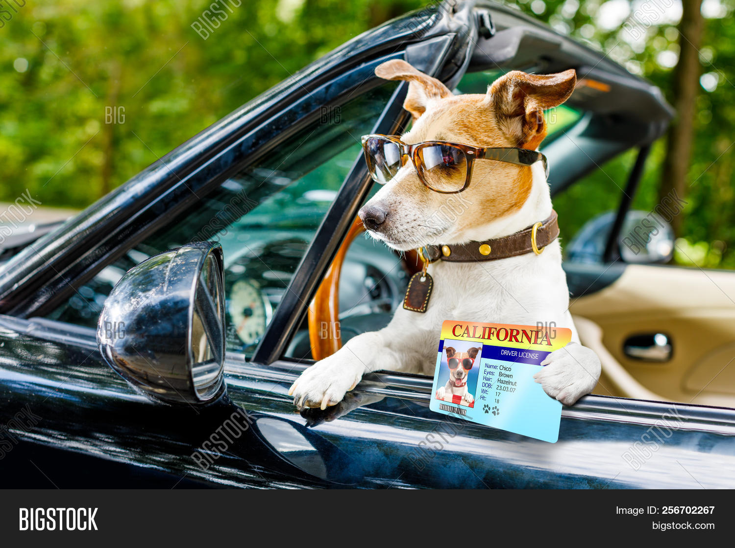 Jack Russell Dog Car Image & Photo (Free Trial) Bigstock