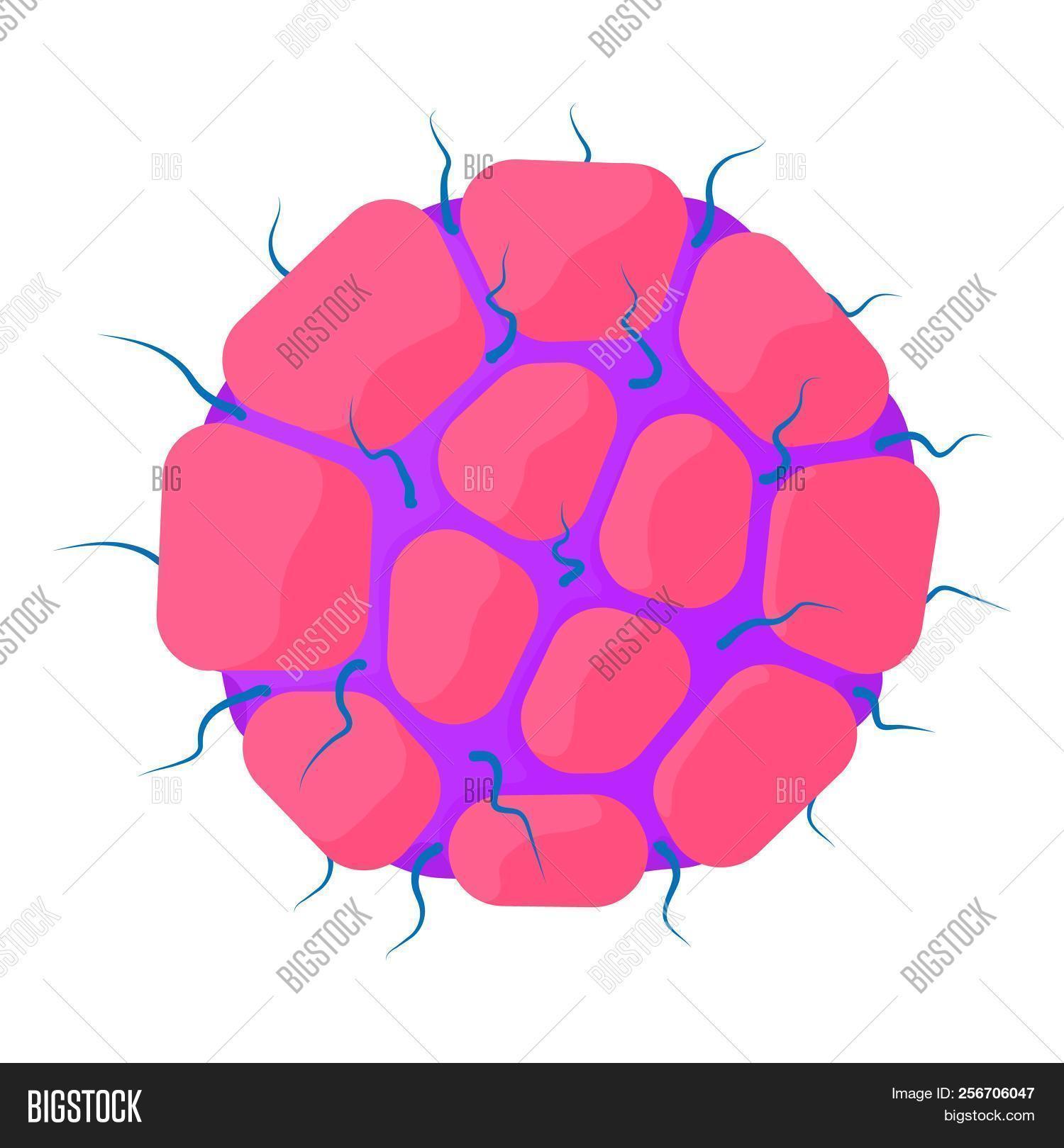 Ovary Icon Cartoon Image Photo Free Trial Bigstock