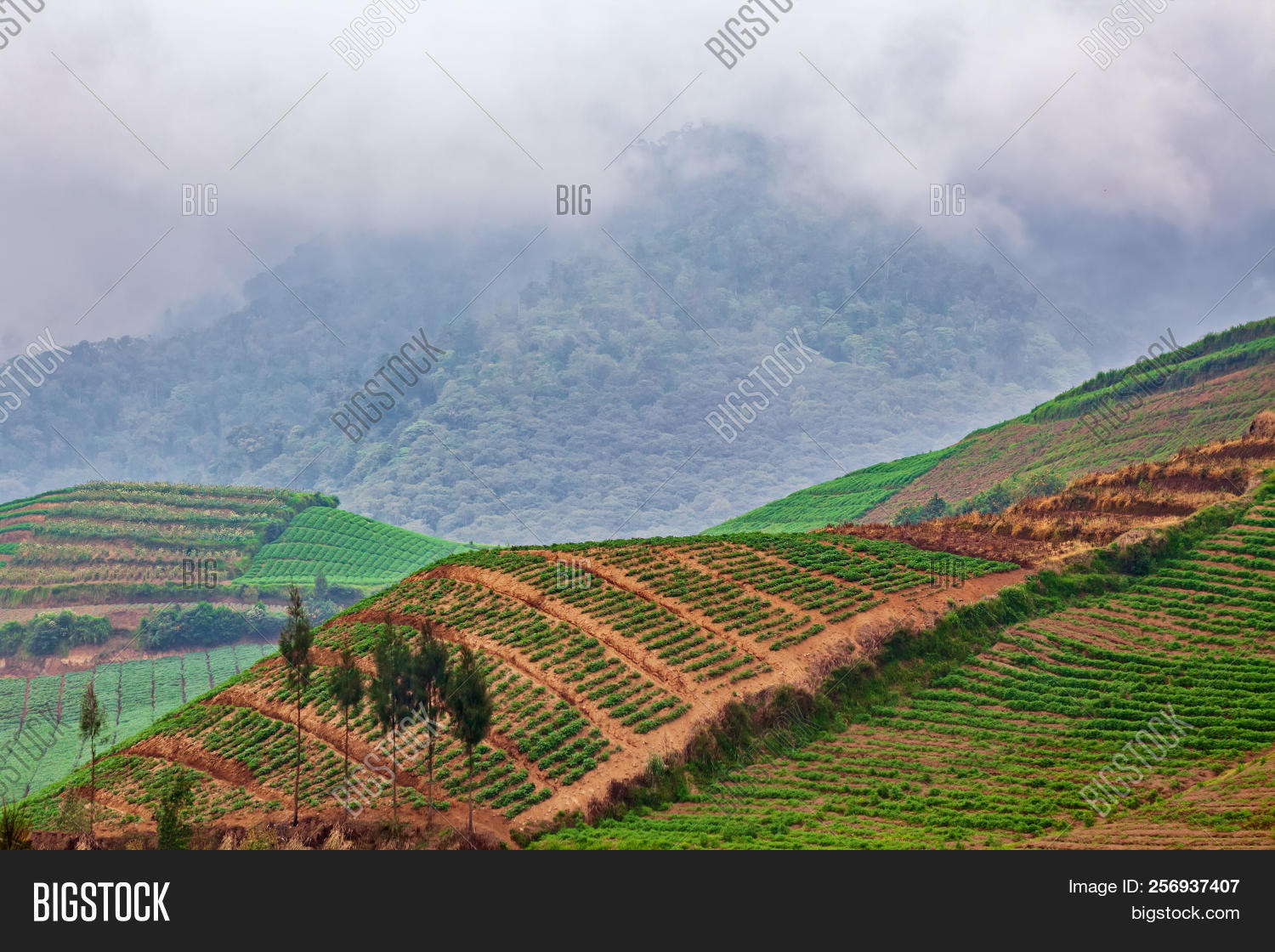 Scenic View Vegetable Image Photo Free Trial Stock Scenic View Vegetable Image Photo