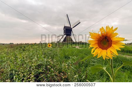 Polder Landscape With A Bright Yellow Blooming Sunflower In The Foreground And A Hollow Post Mill In
