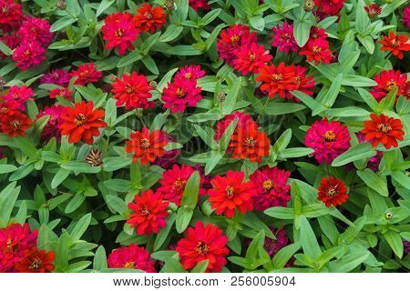 Colorful Beautiful Flowers Of Zinnia In The City Park.