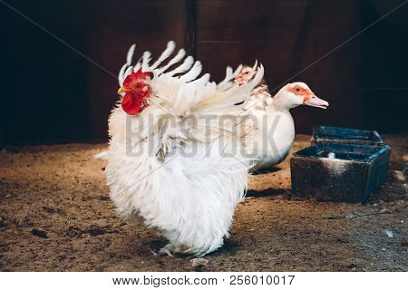 Frizzle-feathered Hen Spreading Wings In Coop And White Muscovy Duck In Background Near Bird Feeder