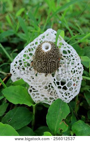 Vertical Photo Of A Bamboo Fungus Or White Long Net Stinkhorn Mushroom On The Green Grass Field