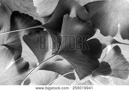 The Background From Ginkgo Biloba Leaves - Black And White