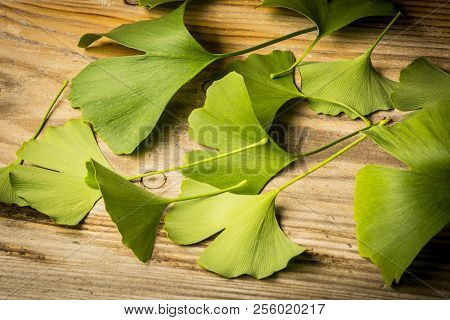 the background with fresh green Ginkgo biloba leaves