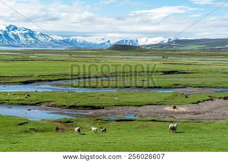 Icelandic Landscape Full Of Sheeps With Snowy Mountain In Background - Iceland