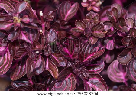Colorful Exotic Plants After The Rainy Season