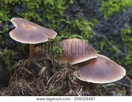 Gymnopus Ocior Mushroom On An Old Stump, Closeup