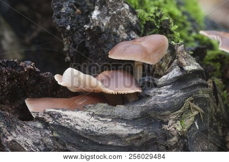 Gymnopus Ocior Mushroom On An Old Stump, Closeup
