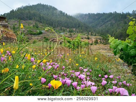 Beautiful View Of Vilaflor Mountain Village With Yellow Eschscholzia Californica And Pink Convolvulu