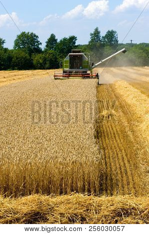 A Combine Machine Is Busy With Harvesting The Grain In The Summr In Germany