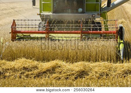 A Combine Machine Is Busy With Harvesting The Grain In The Summr In Germany
